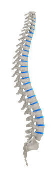 Clip Art Spine